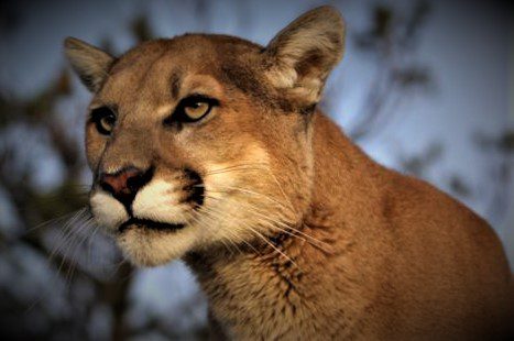 Mountain Lion